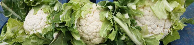 cauli 768x180