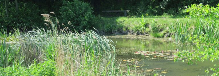 Pond at Jack Foat Field 2000x700 1 768x269