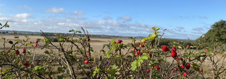 Rose hips JT 2000x700 1 768x269