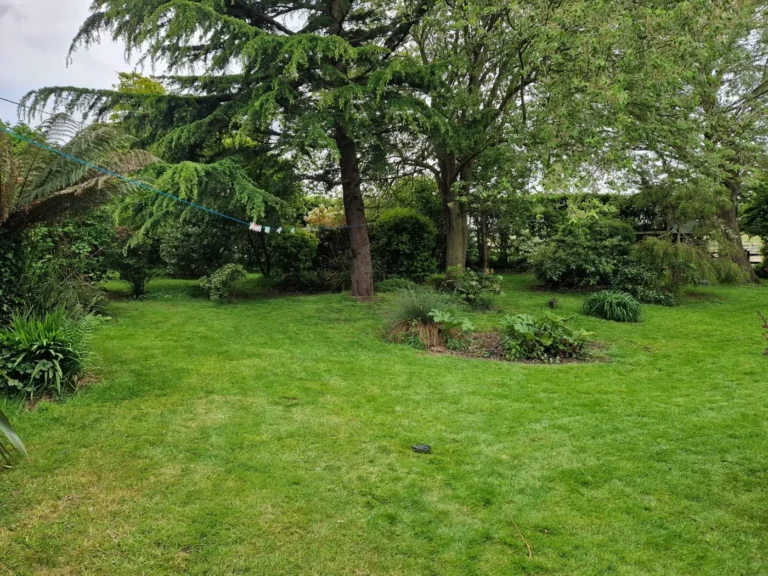 richborough woodland 2 768x576