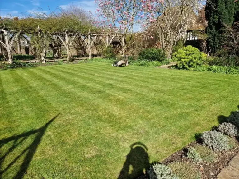 striped lawn sun 768x576