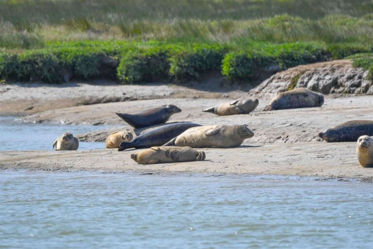 seals 1 768x512